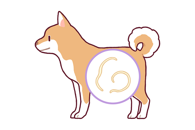 犬フィラリア
