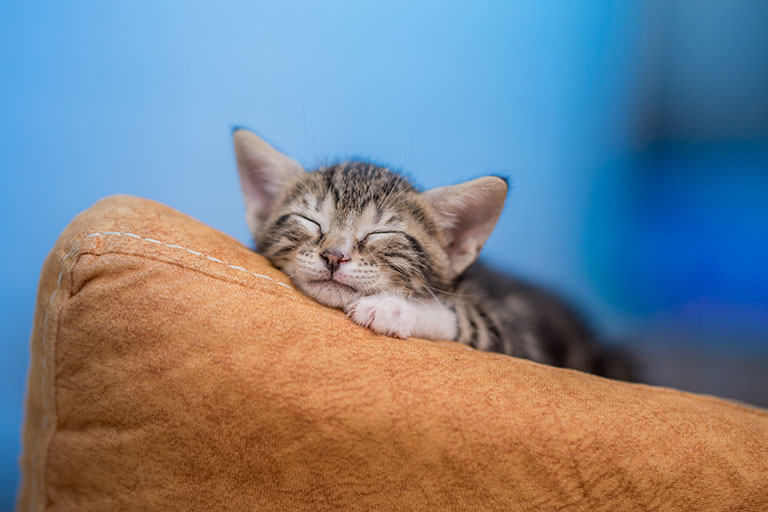 ネコと雨_バァレー動物病院