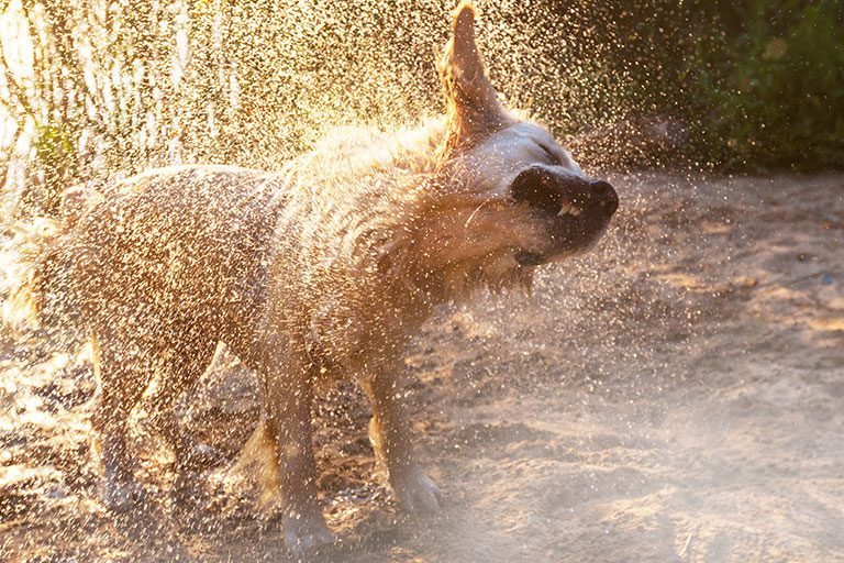 犬が濡れると_バァレー動物病院