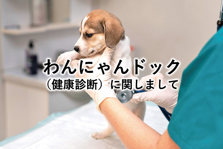 わんにゃんドック（健康診断）について - News - バァレー動物病院